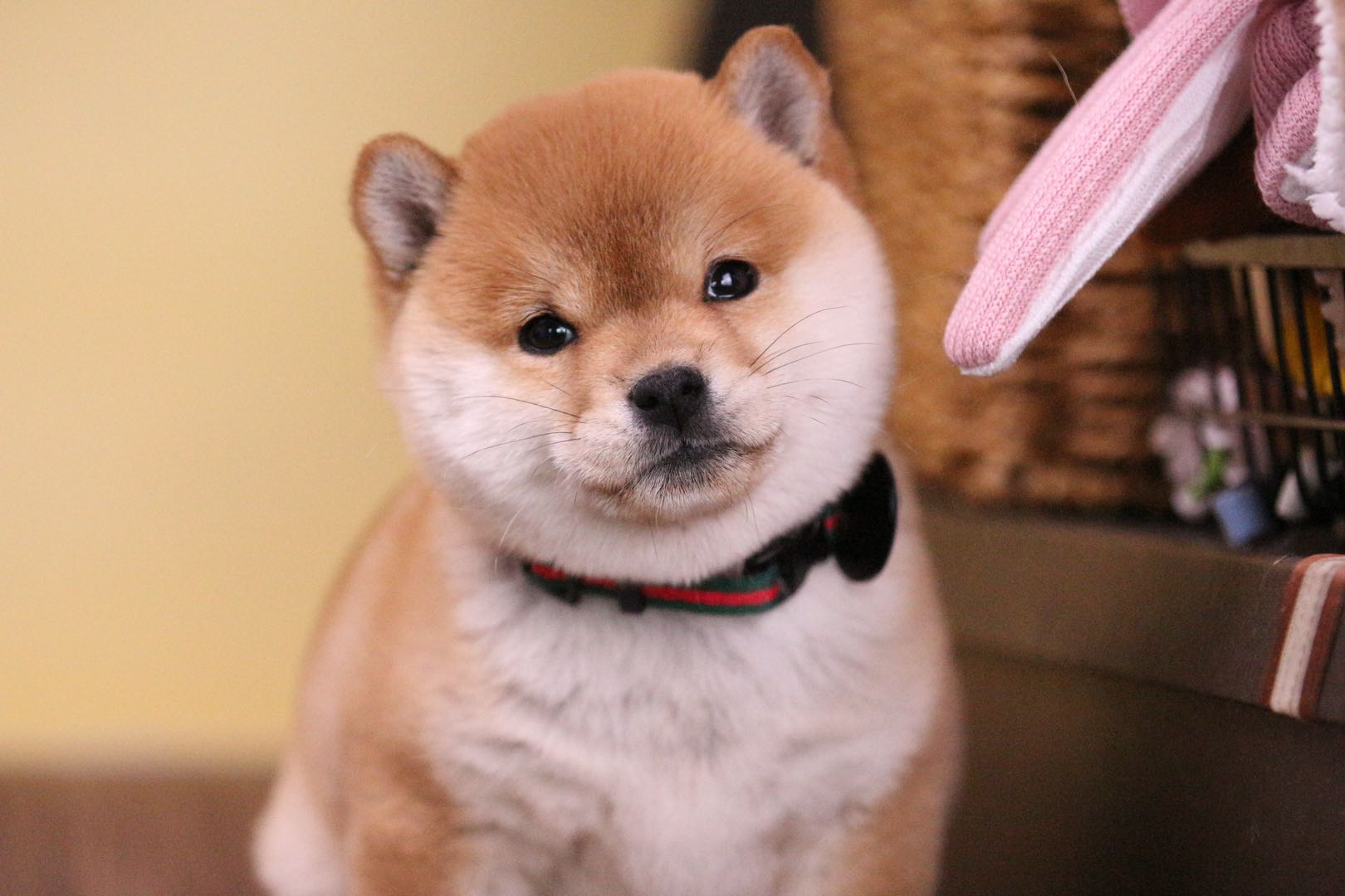 现在柴犬多少钱一只,柴犬价格60元一只