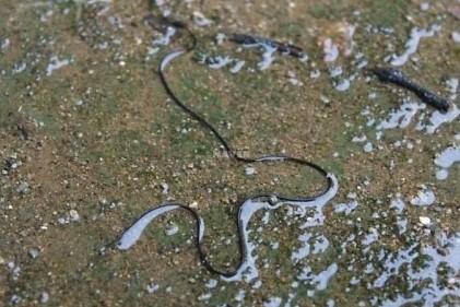 铁线虫为何多感染螳螂,螳螂寄生铁线虫概率视频