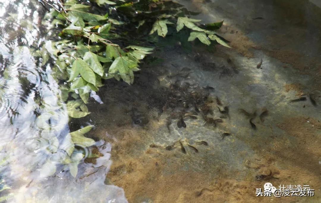 李华志：“猪师兄”变身“蛙司令”