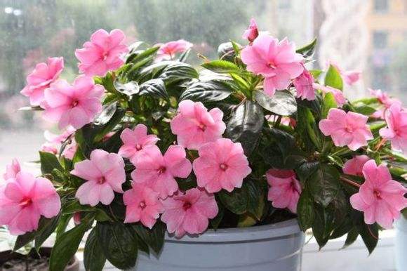 水梅花掉叶掉花怎么办,水梅花老是黄叶落花苞什么原因