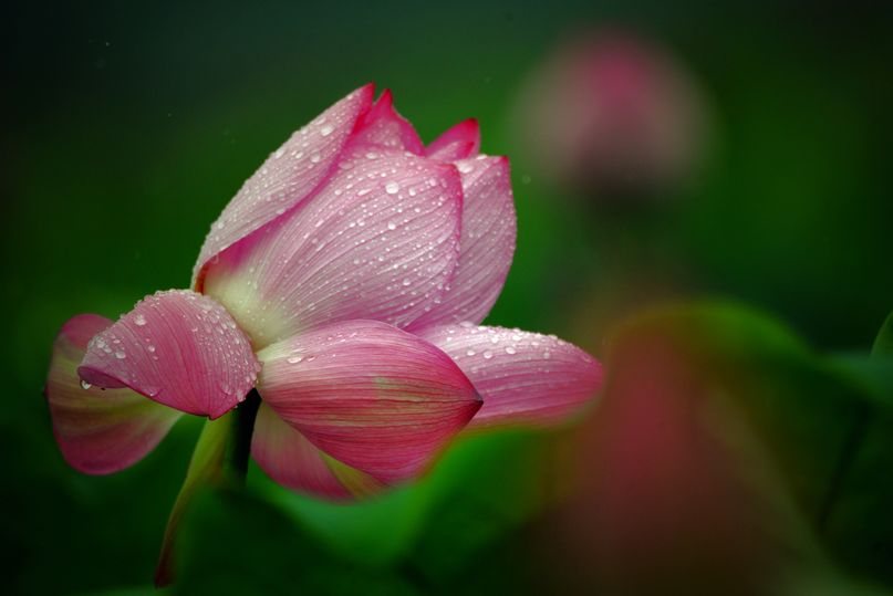 常德，那些惊艳夏日的荷花