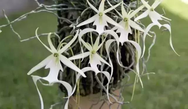 天价名贵药材,最贵的植物排行榜前十名