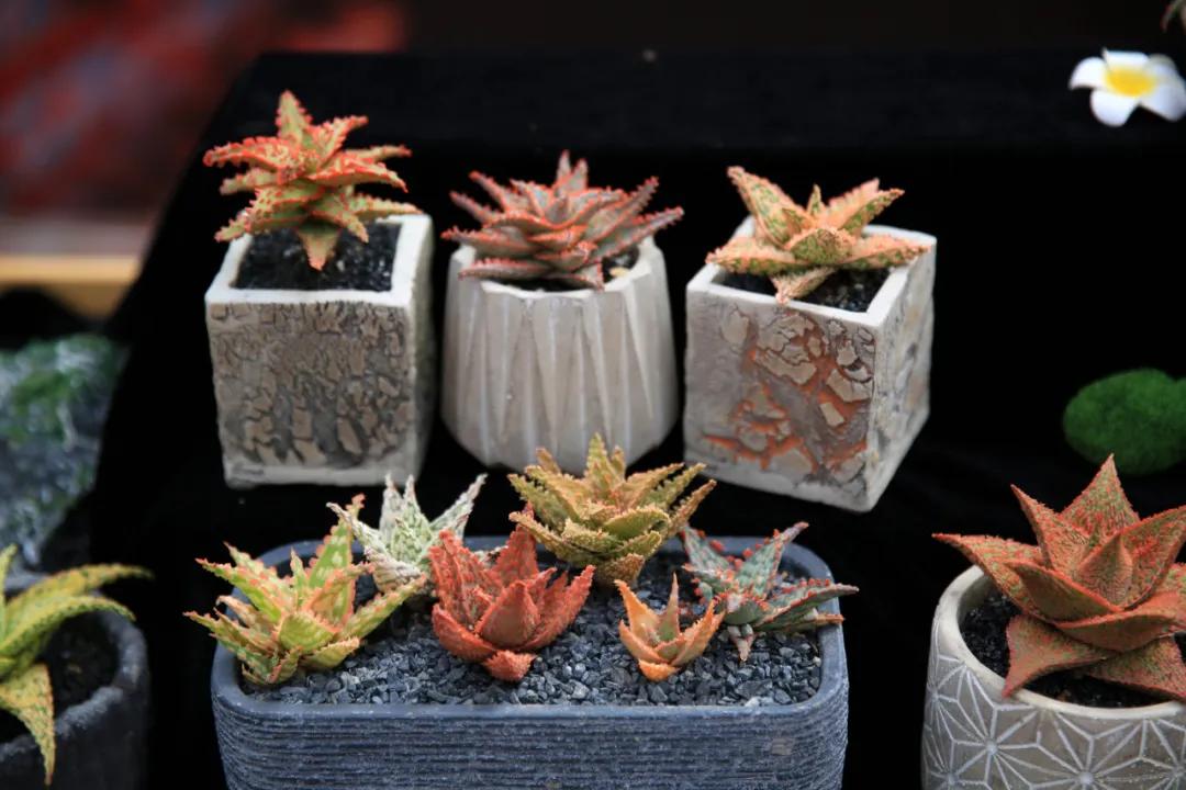 这个年销量上亿株多肉的县城，举办了首届多肉电商节