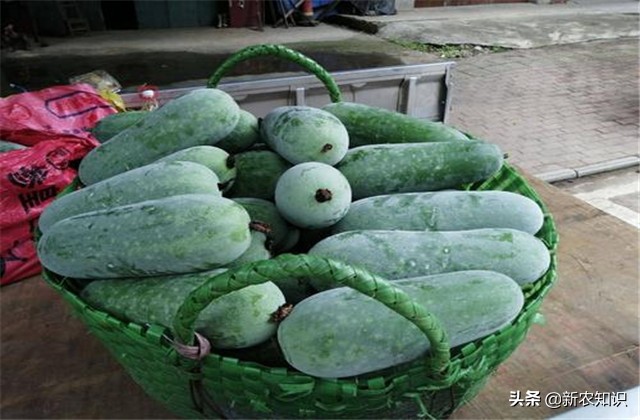 南瓜冬瓜什么时间种植最好,冬瓜的种植技术主蔓何时打顶