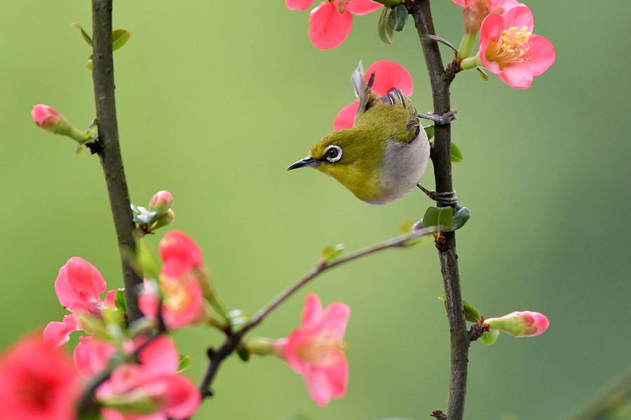 想养鸟怎么省钱,想养鸟是什么性格