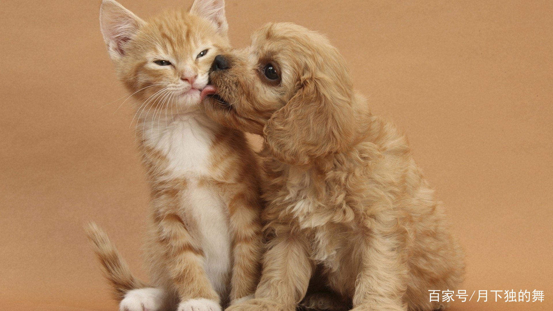 猫咪怕生怎么养熟,成年猫咪出门胆子小怎么纠正