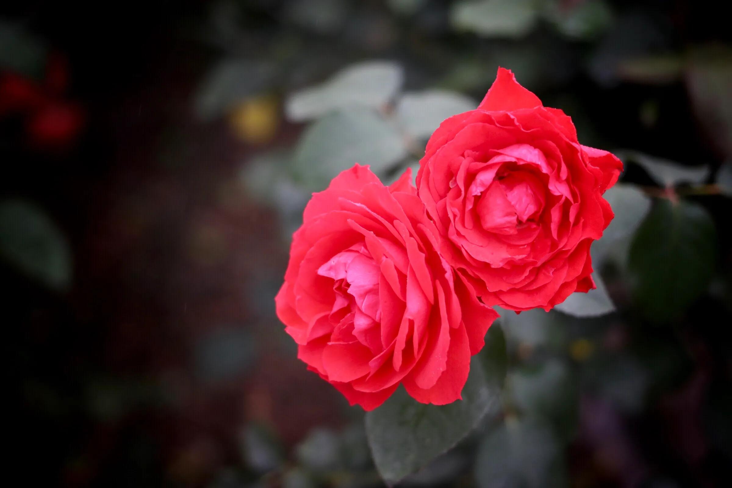 各种不同颜色玫瑰花的花语是什么,各种颜色玫瑰花的花语