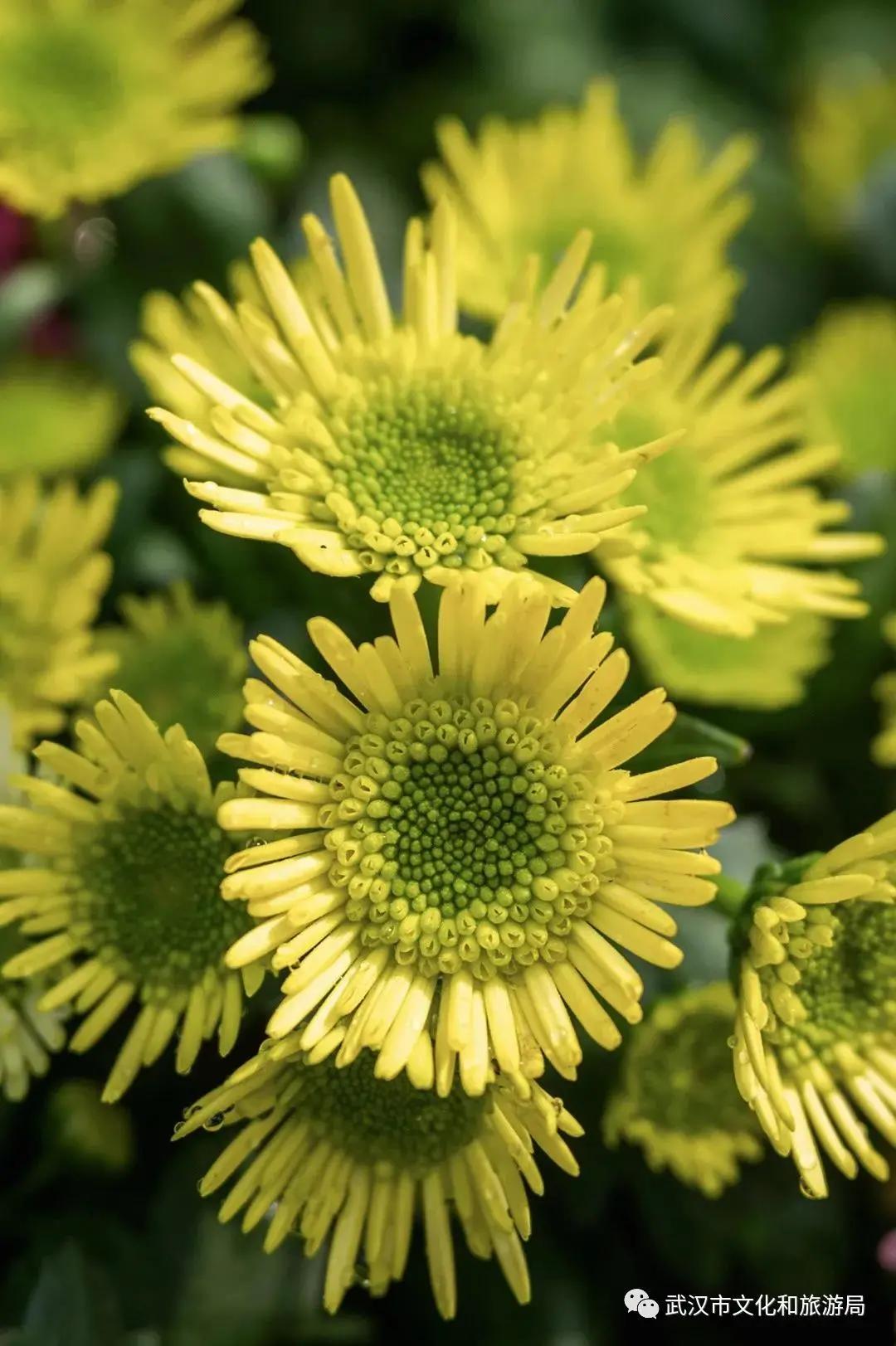 鏉ユ睙婊╄祻鑿婅姳,鑿婅姳鐑傛极