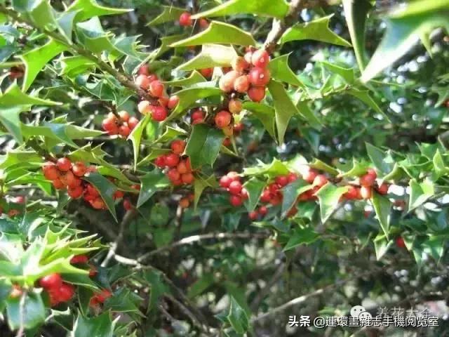 100种常见花卉植物图谱,100种花卉素描图谱