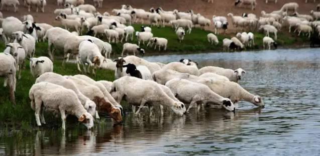 电视剧《最美的乡村》烤了一只老兵烤羊,你不知道承德烤羊有多香