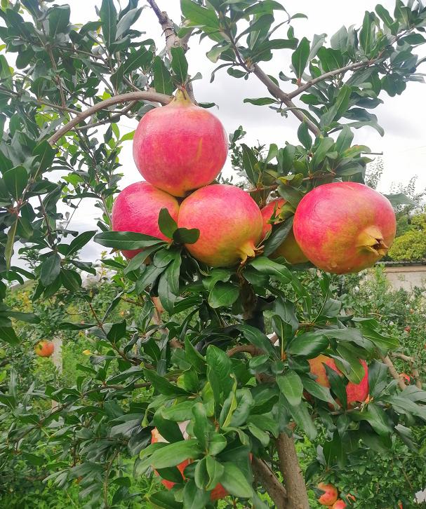 8月份最早上市水果,8月初成熟新品种桃