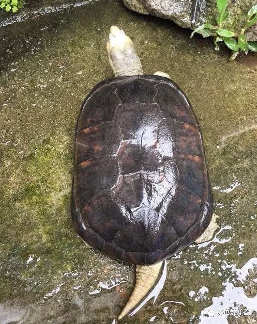 养龟的100个常见问题,养龟经常出现什么病