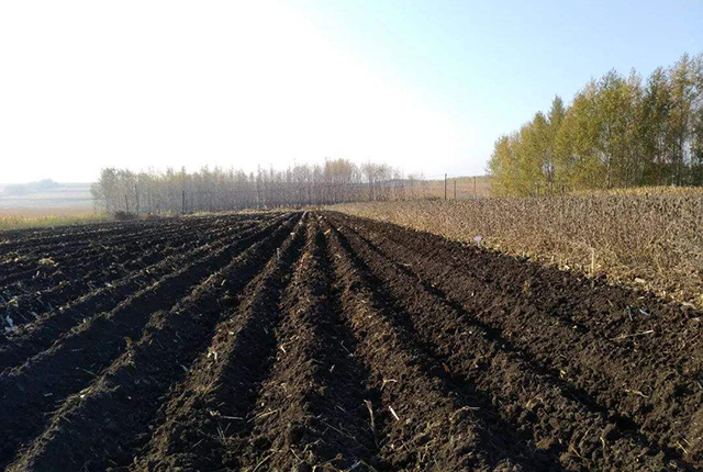 近年东北黑土地恢复现状如何,东北黑土地问题改善