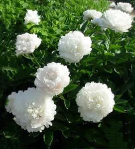 芍药杨妃出浴怎么样,芍药品种杨妃出浴独有的特征