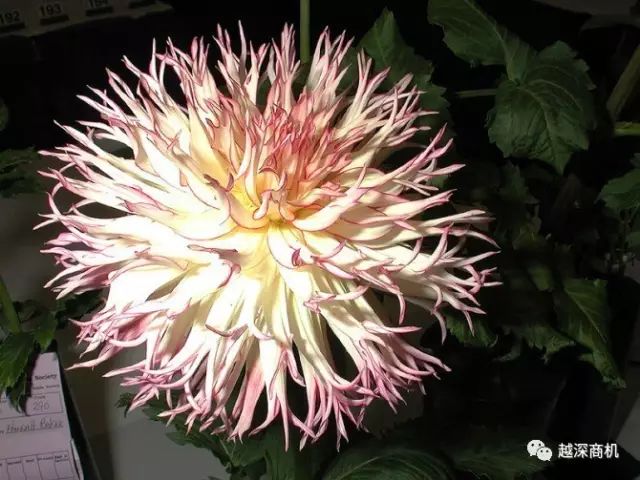 中国各大城市市花介绍,全国56市市花太美了的视频