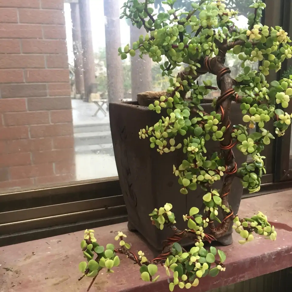 金枝玉叶的叶子一直干怎么回事,金枝玉叶叶子一碰就掉什么原因