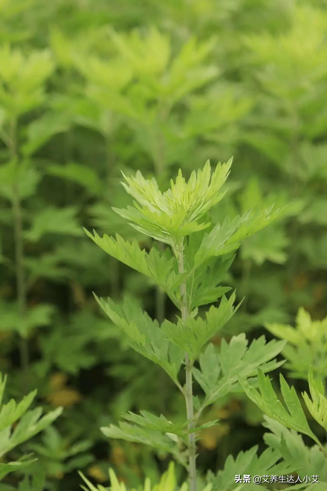 五毒月里的九毒日有何禁忌,五毒月里的九毒日是哪几天