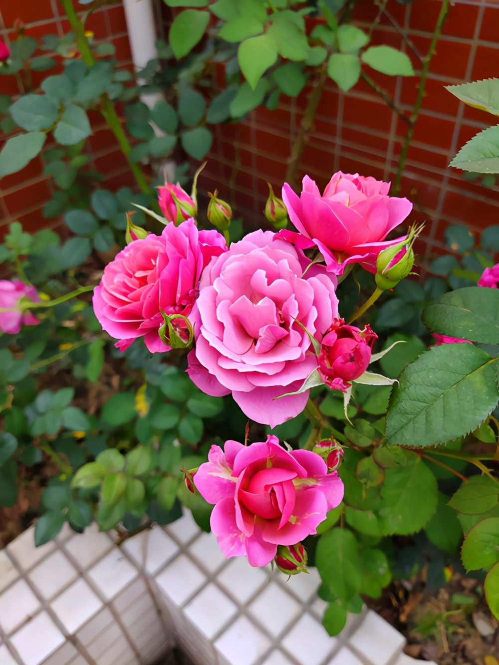 月季花有刺和无刺哪个好养,月季花还是三角梅好养