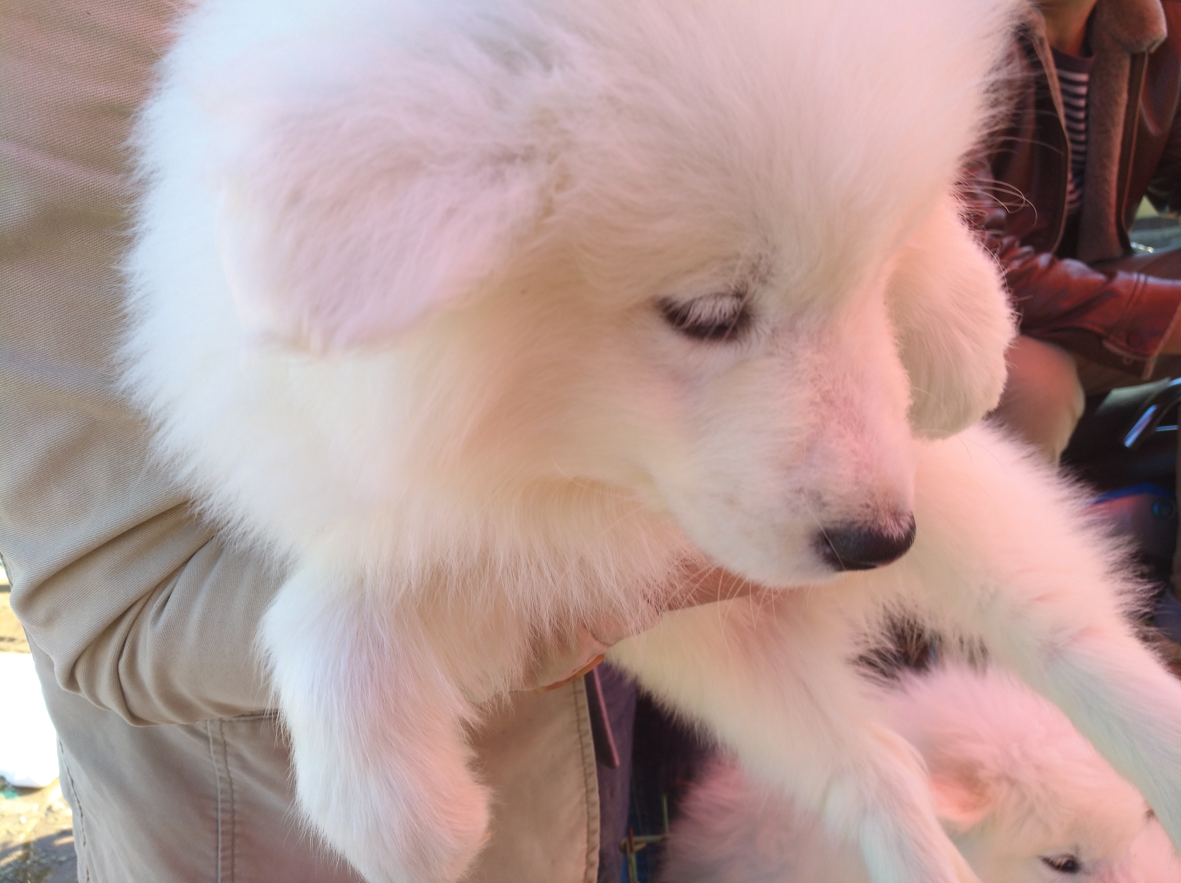 选择正规宠物托运公司,网上代购狗的靠谱吗