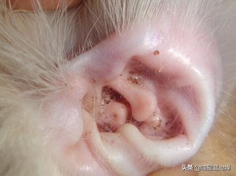 幼猫养护知识大全,幼猫驱虫的注意事项