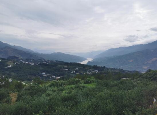 巫山县脆李基地项目,巫山脆李产业
