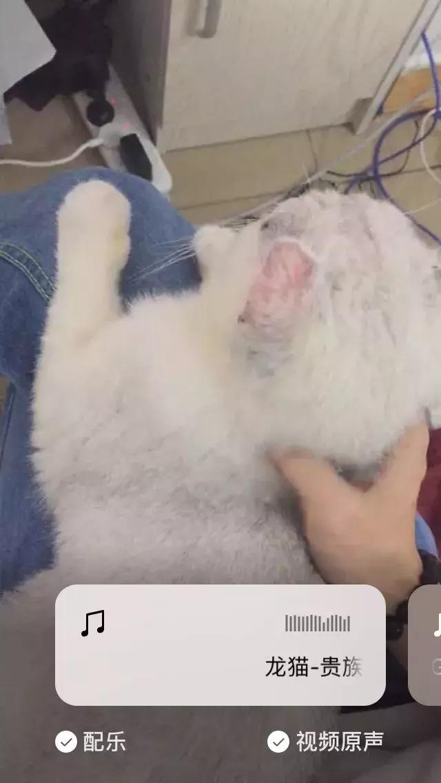 我的天，微信居然上线了“知乎”和“抖音”