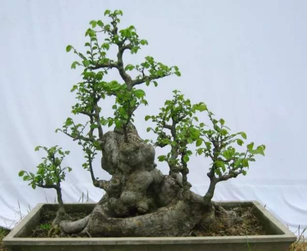 疙瘩树桩盆景,上山挖各种树桩做盆景