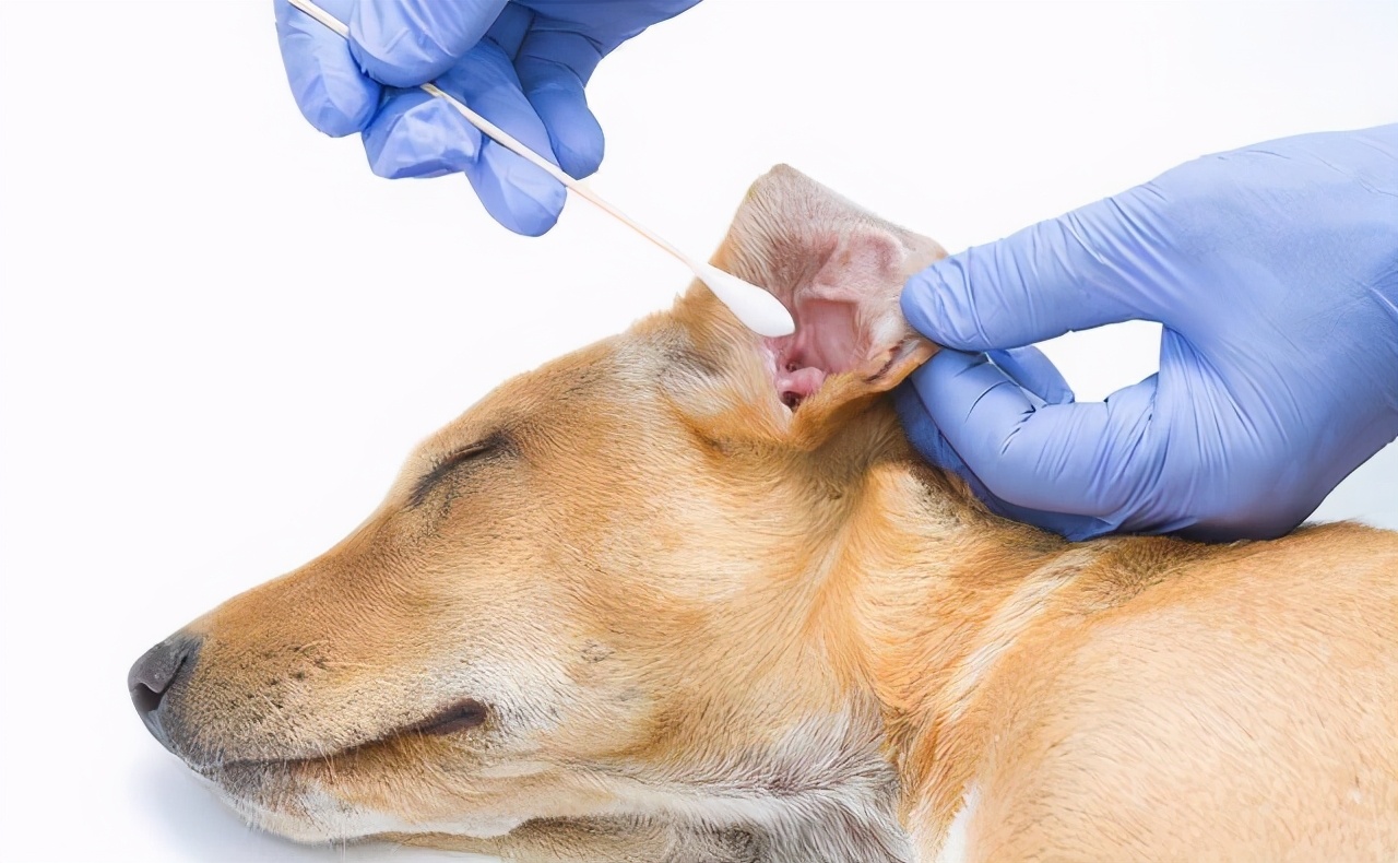 狗狗腿上有癣用什么药膏,狗狗屁股长红疙瘩涂什么药