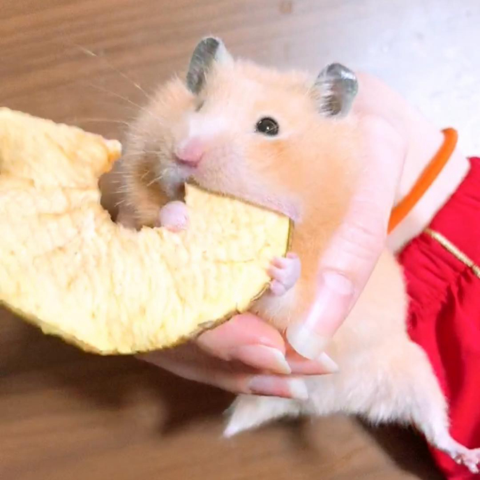 仓鼠发情主人帮忙,仓鼠发情了不给公鼠碰