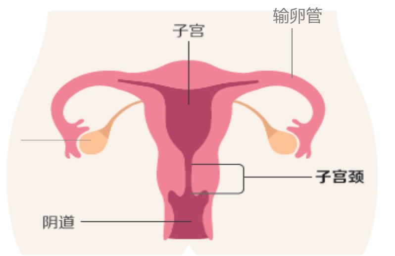 宫颈癌双筛的报告解读,宫颈癌最深度解读