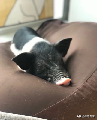 带你发现上海超治愈打卡地,上海人不会推荐的地方