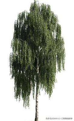 3dmax树木模型在哪里,3dmax植物树