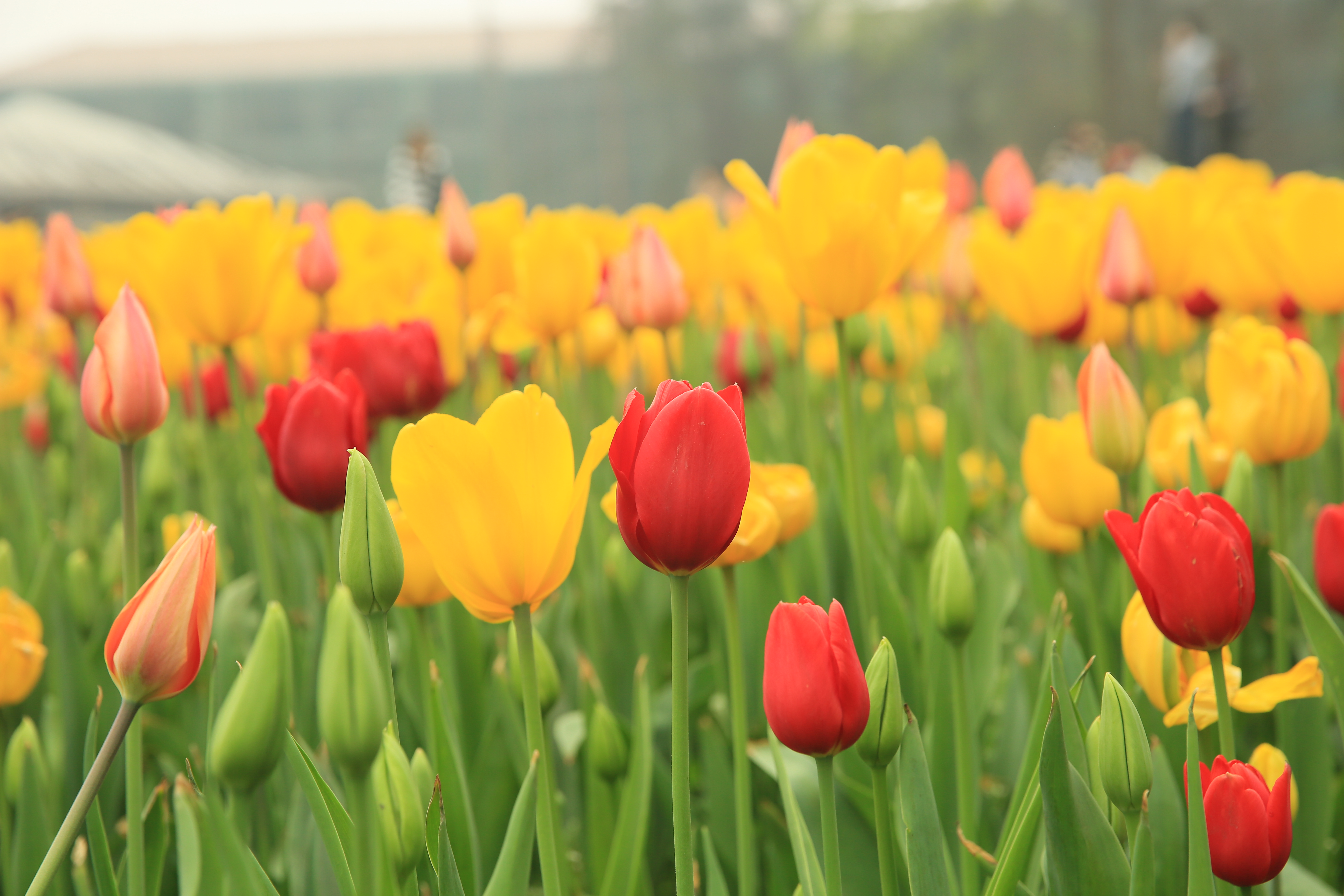 钂叉睙鐭宠薄婀栧ソ鐜╀笉,钂叉睙鐭宠薄婀栧ソ鑰嶅悧