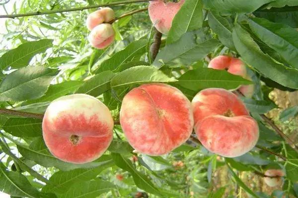 蟠桃怎么种植用桃核,蟠桃的种植方法和管理技术