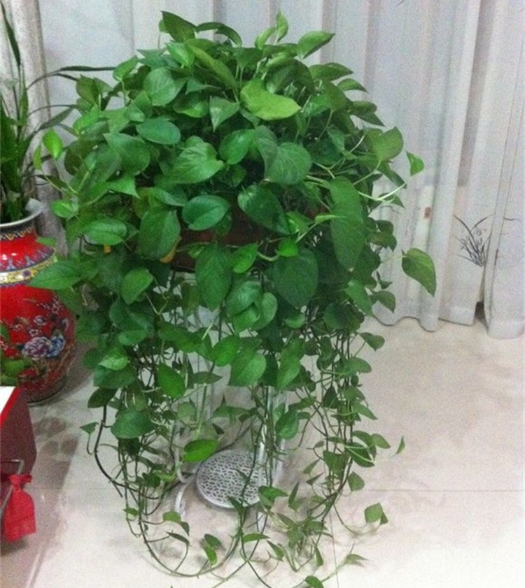 绿萝怎么修剪才能长成瀑布,绿萝浇水时加点它轻松养成绿瀑布