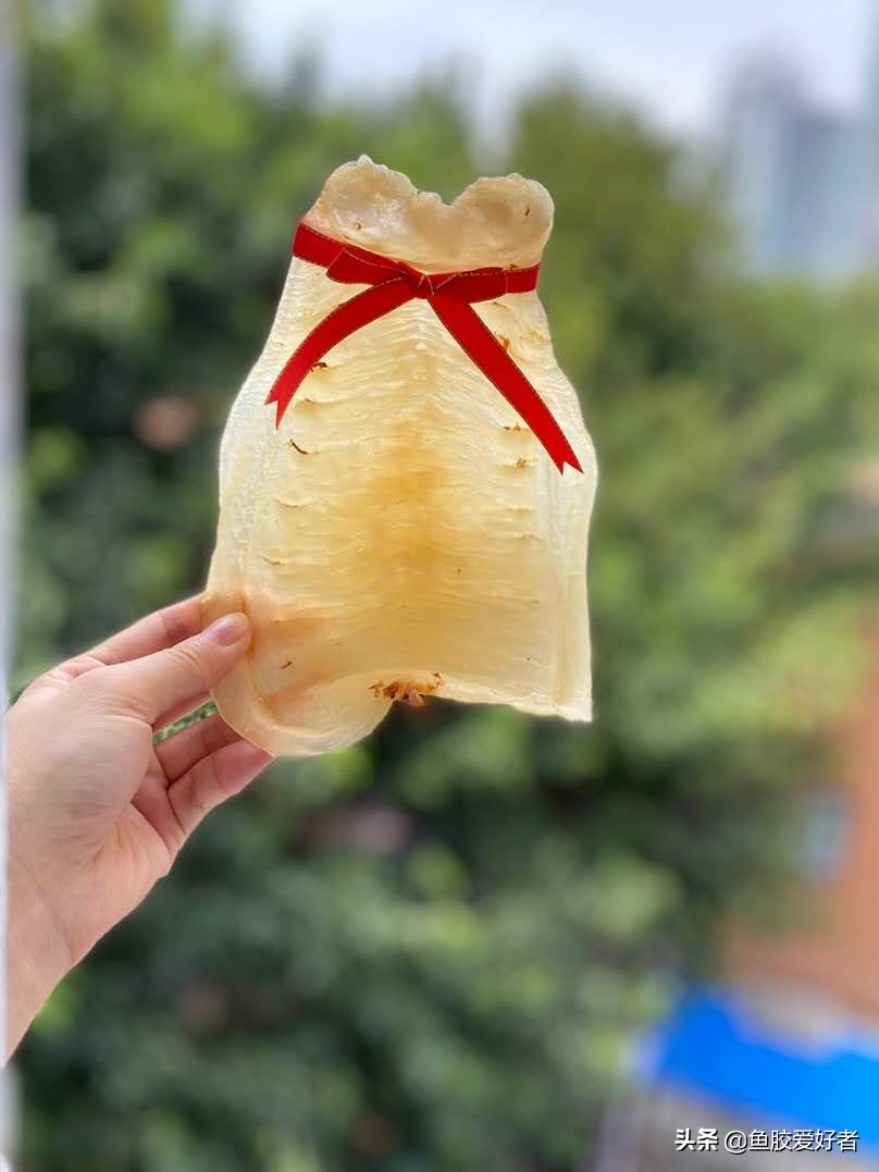 新手入门鱼胶,新手入手鱼胶哪种好