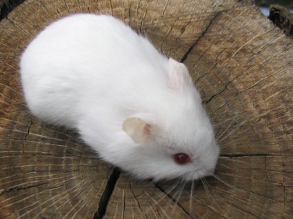 小小的仓鼠有哪些种类,什么种类的小仓鼠最乖呢