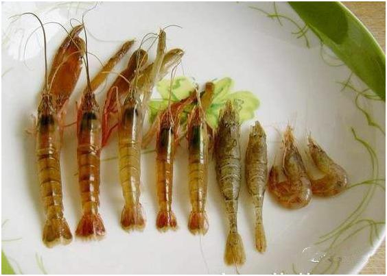 看图识海鲜，这些水产海鲜你都认识吗？