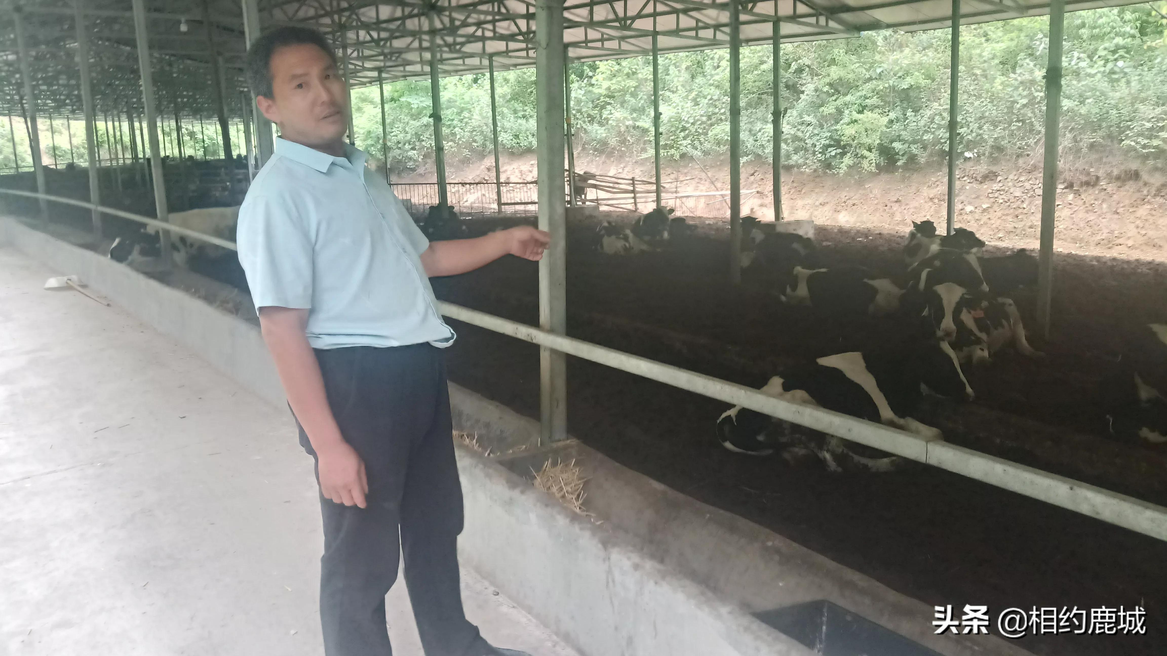 富水镇桑树村养牛场,商南县富水镇桑树村殷延年