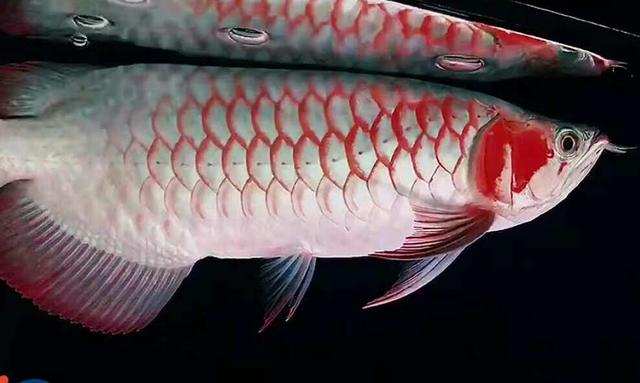 以剥削别人的利润购买而来的观赏鱼,是养不好的!