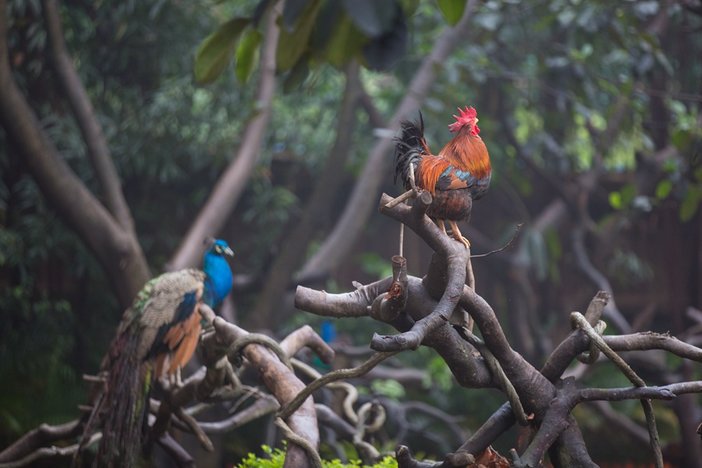 长隆飞鸟乐园湿地精灵,长隆飞鸟公园一日游攻略
