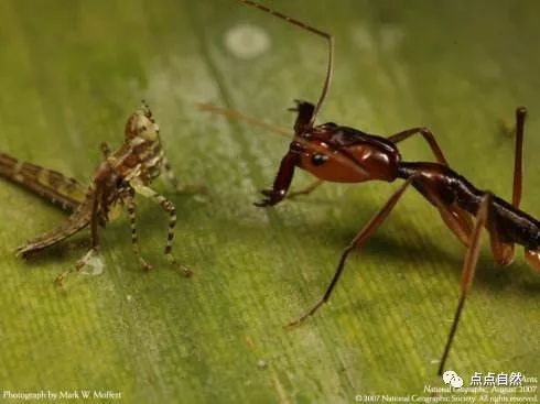 宠物蚂蚁基础知识,宠物蚂蚁怎么养新手教程