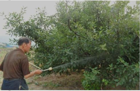 如何防治大球蚧,大球蚧怎么防治