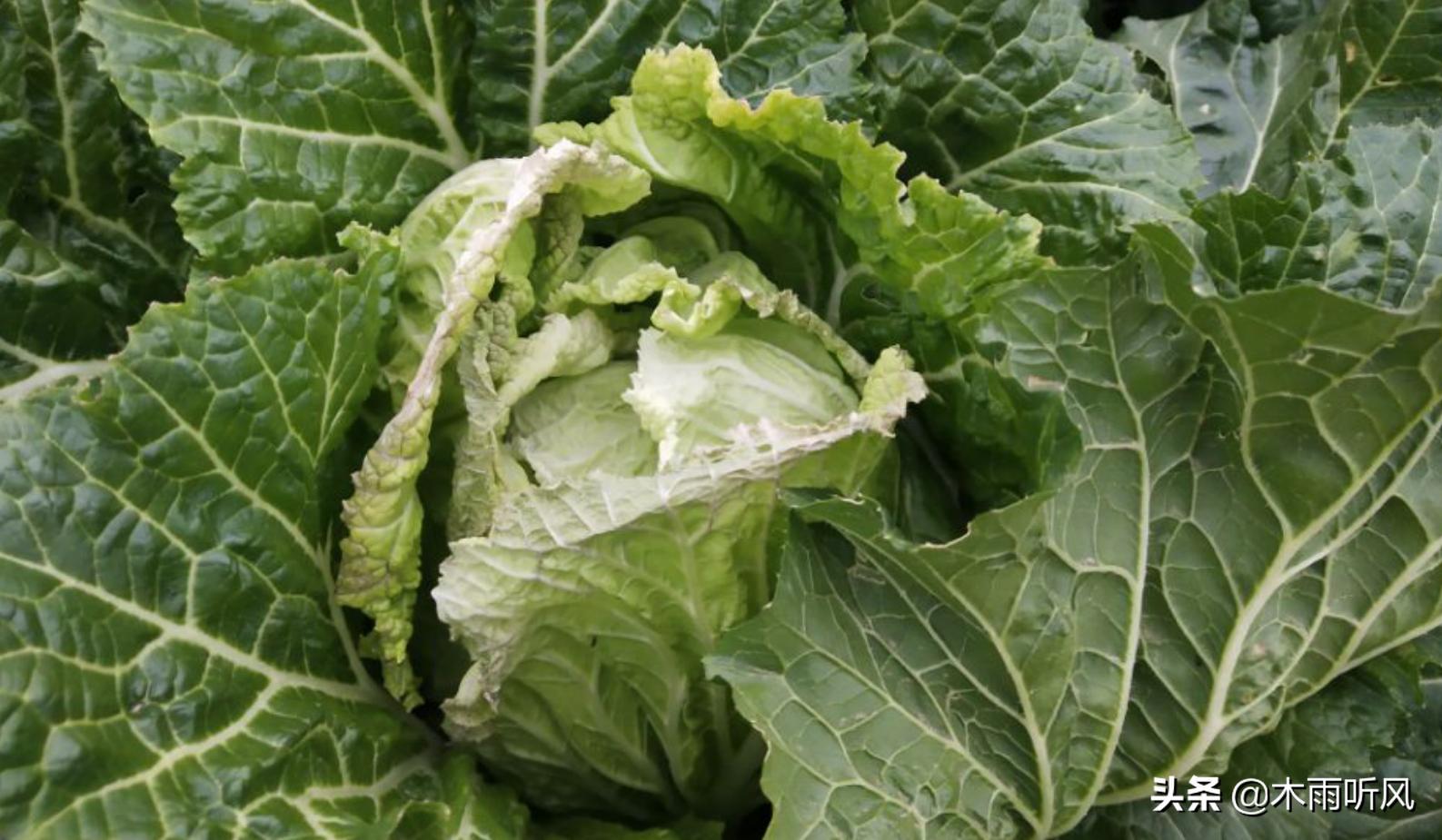 大白菜预防烧心,大白菜防治干烧心的办法