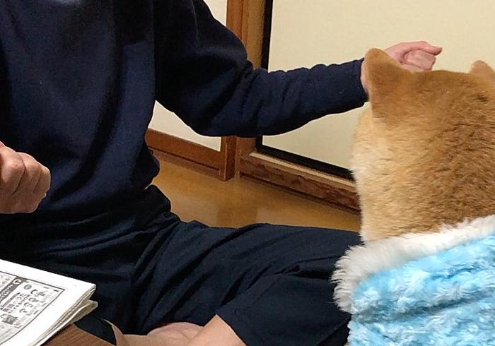 柴犬作揖是为啥,柴犬表示认错