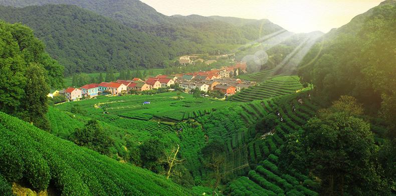 龙井茶对身体有什么益处,龙井茶健康生长