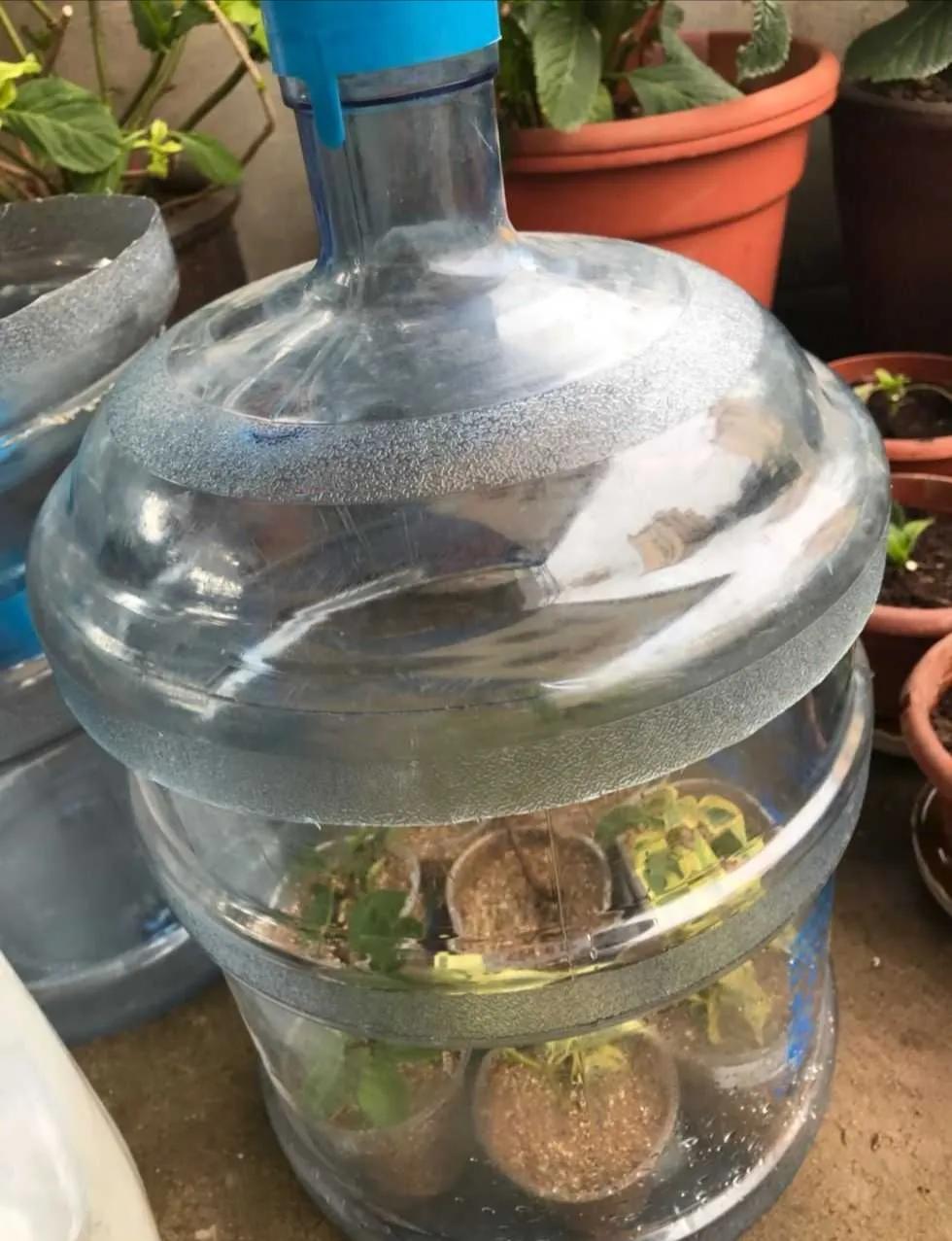 过期的饮料瓶子可以养花吗,用过的饮料瓶子怎么种花