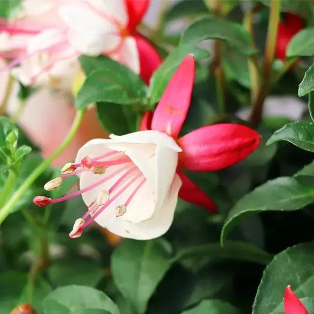 过年家里摆什么植物好,家里过年要摆几样水果