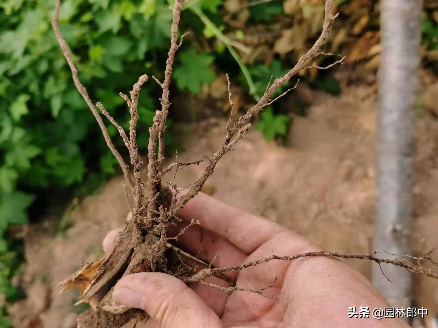 苗木回芽如何补救,苗木枯死部位如何处理