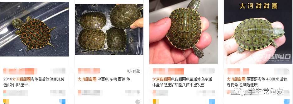 真假李逵——我们买到的“大河甜甜圈”是何许龟也?